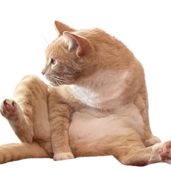 The best in fashion booties....Aqua! - Picture 10 of 10